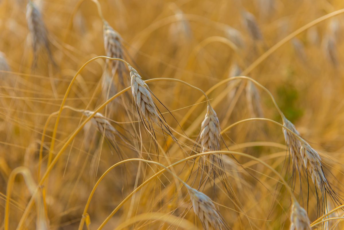 Grano de trigo khorasán